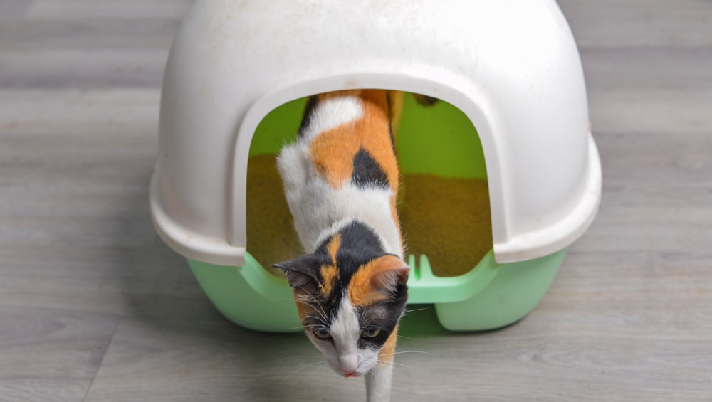 У кошки зудящие болячки лечить народными средствами подсолнечным маслом